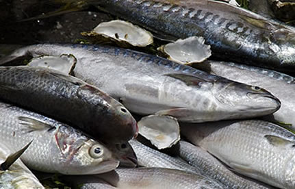 冻鱼进口流程和手续？