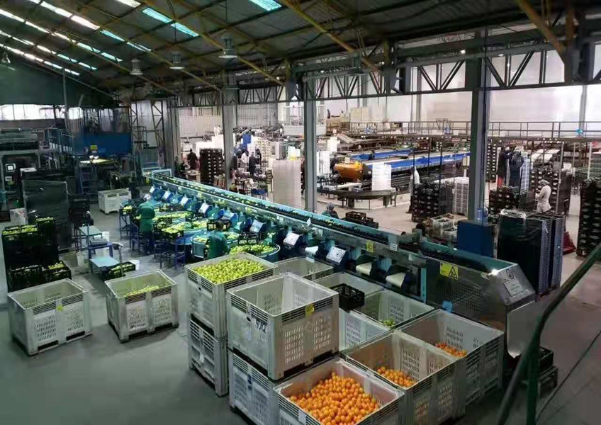 智利进口陈峰子