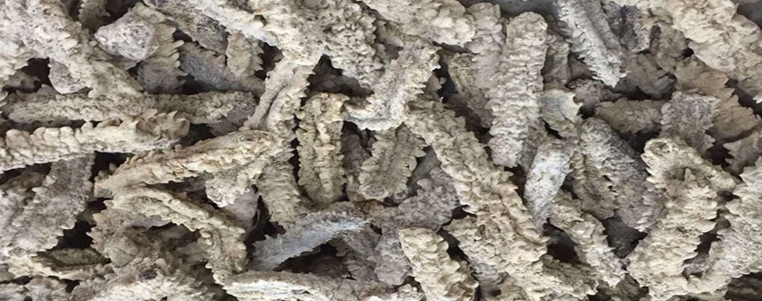 从加拿猛进口海参若何清关？必要哪些资质？