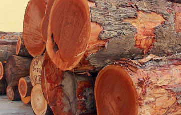 木材进口报关若何申报？木材进口清关当苦衷项？