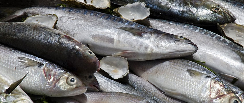 冻鱼进口流程和手续？