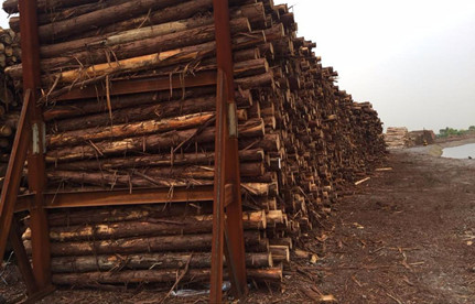 防城港清关：日本柳杉木原木进口清关解决规划