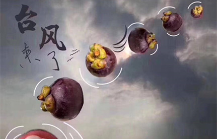 台风“山竹”集装箱船埠防台要求