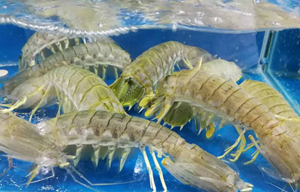 海鲜怎么进口报关？有哪些当苦衷项？